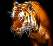 pic for tiger 1200X1024